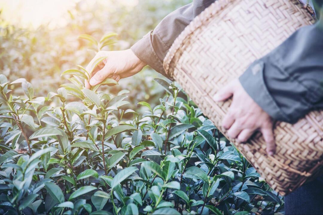 下雨天好去處推薦：茶業博物館